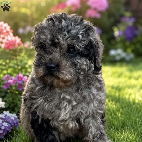 Luna, Cavapoo Puppy
